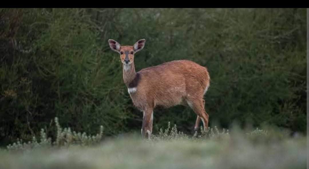 Wetland habitat at Utonga Peninsula along Lake Victoria