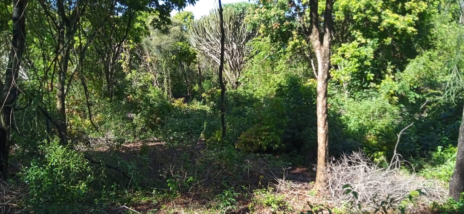 Nature trail at Utonga