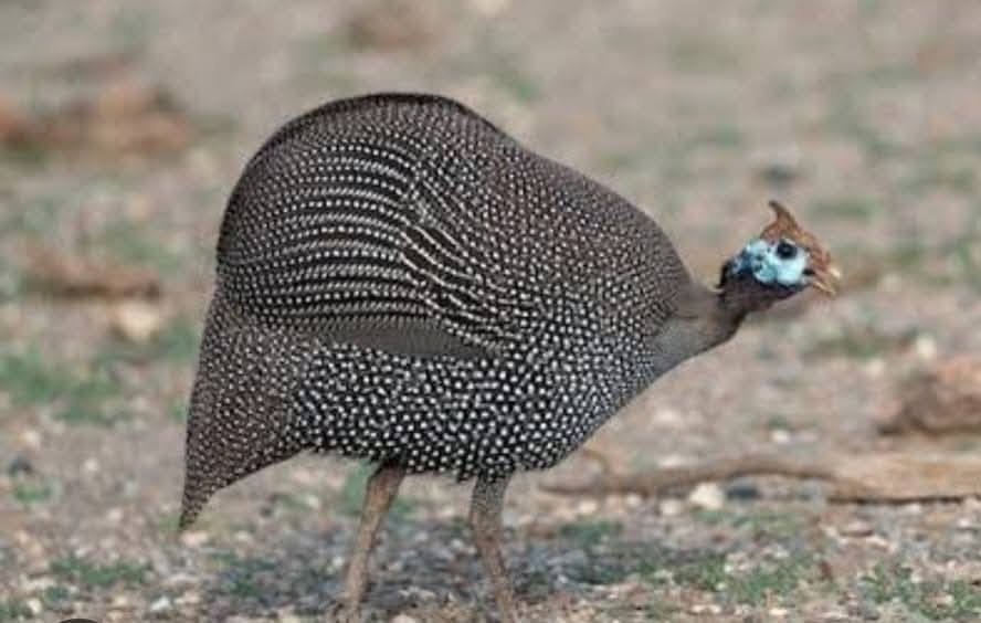 Community cultural experience