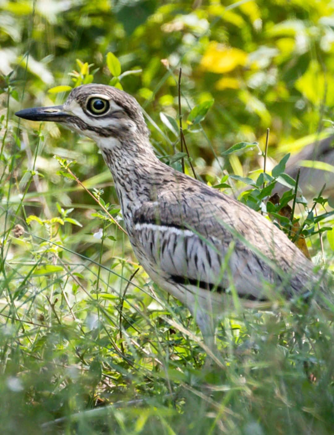 Research and conservation activities