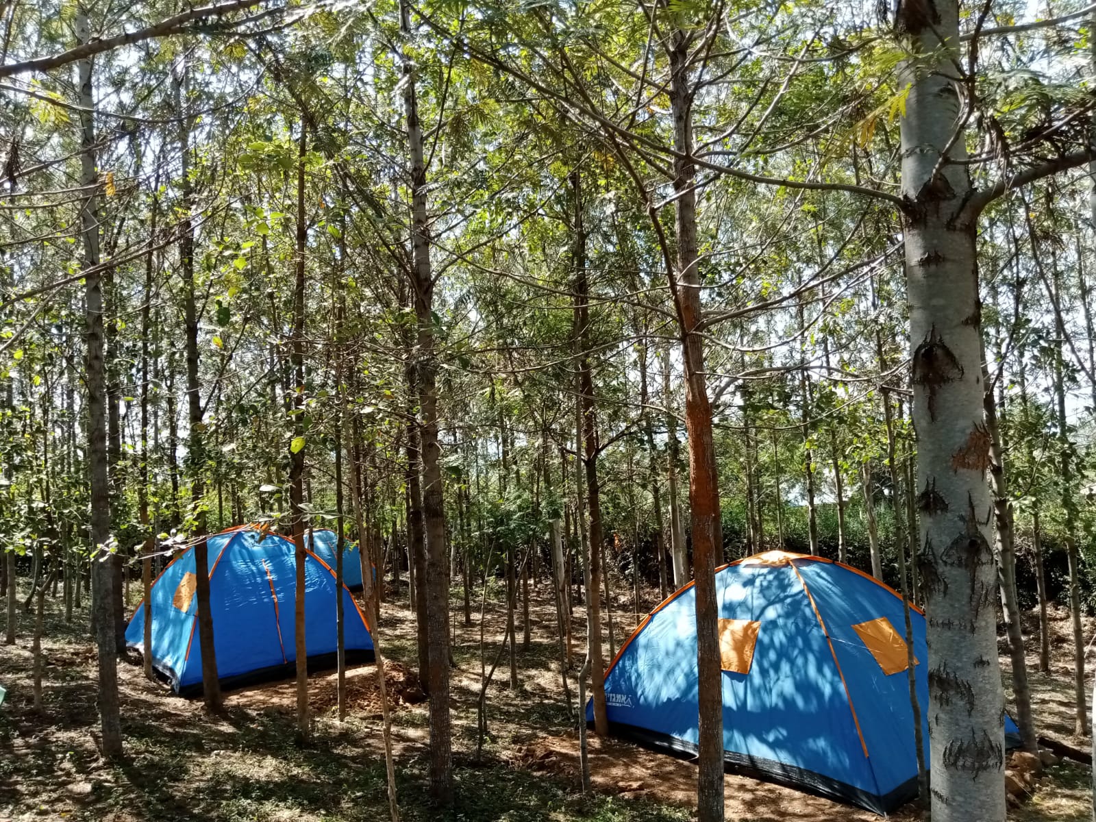Forest surroundings of Utonga Peninsula