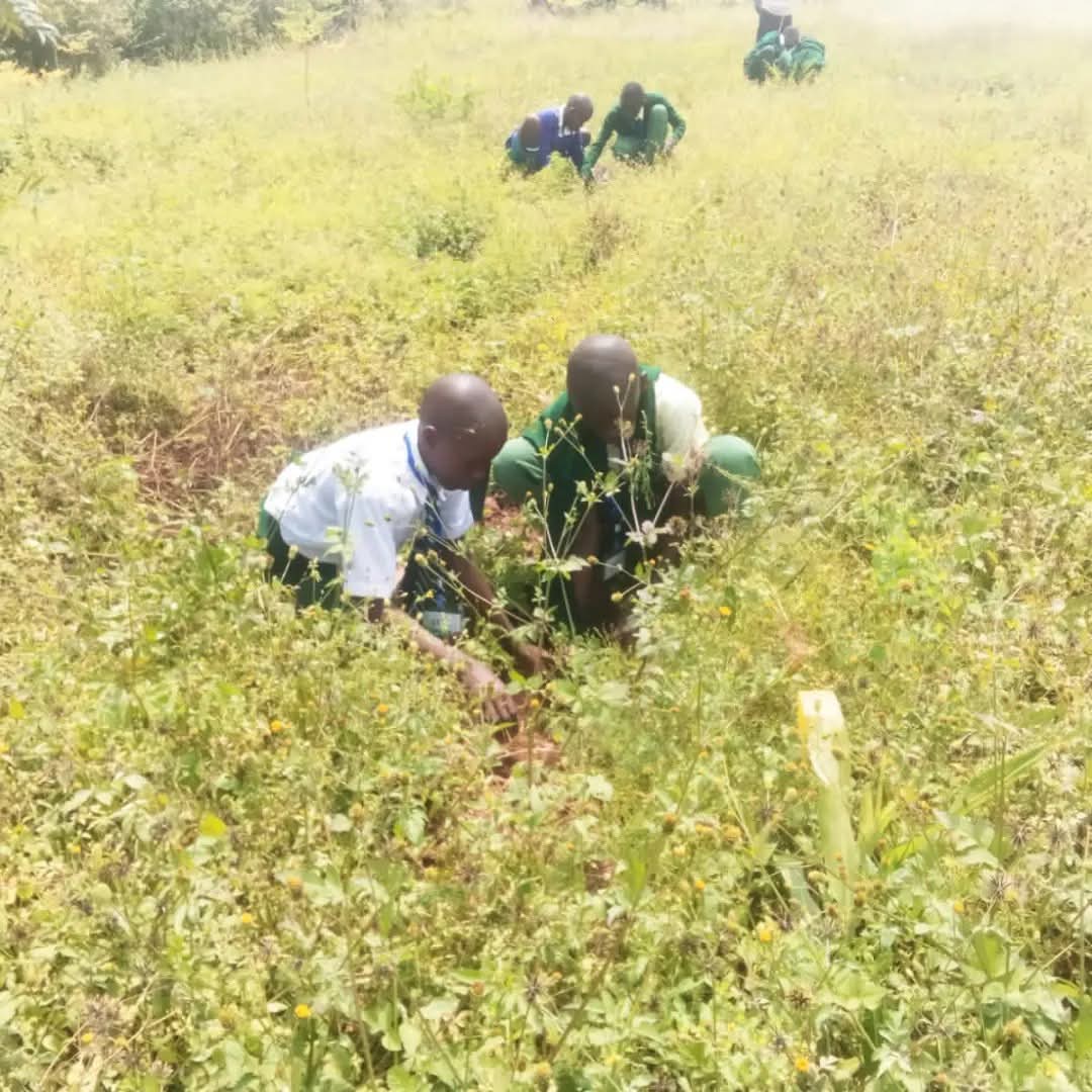 Forest restoration at Utonga