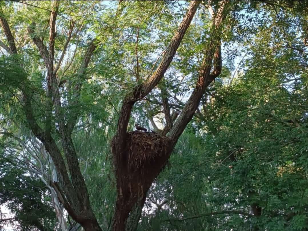 Utonga Nature and Wildlife Conservancy forest